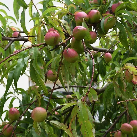 Сasa de vacaciones Le De Mellonia - 7 Pouzauges