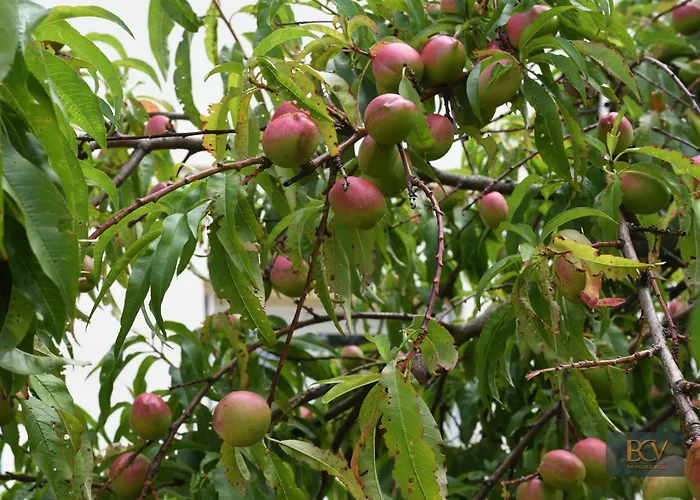 בית נופש Le De Mellonia - 15 Personnes - 20mn Du Parc פוזוז'